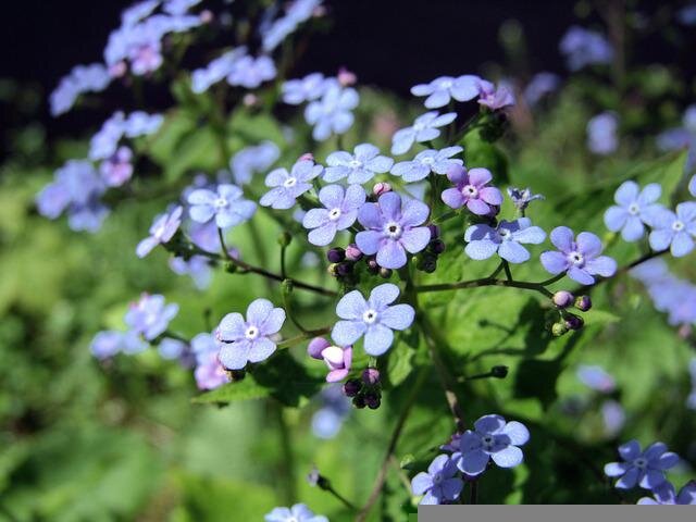    Цветок сорняк с красивыми цветами голубого оттенка.pixabay