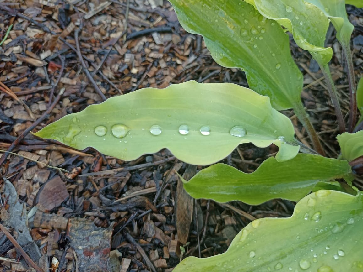 хоста Number Nine 