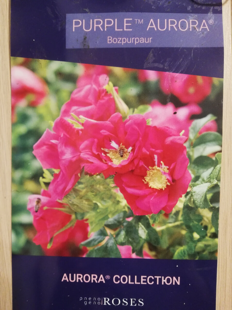 Роза Аврора особенности и характеристика сорта правила посадки выращивания и ухода отзывы