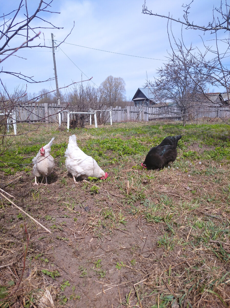 Куры гуляют сегодня без петуха. Тот успел подраться с соседским. Теперь сидит в сарае. 