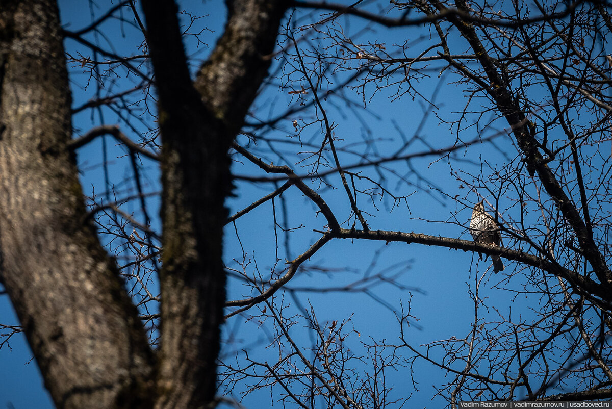 микрорайон взлетка красноярск. картинки на телефон природа цветы. весны 6 красноярск. деловой центр первая башня красноярск. сновидения макро.