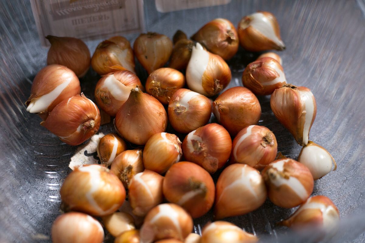 Подскажите, как можно использовать луковицы тюльпанов после выгонки? - ответы экспертов irhidey.ru
