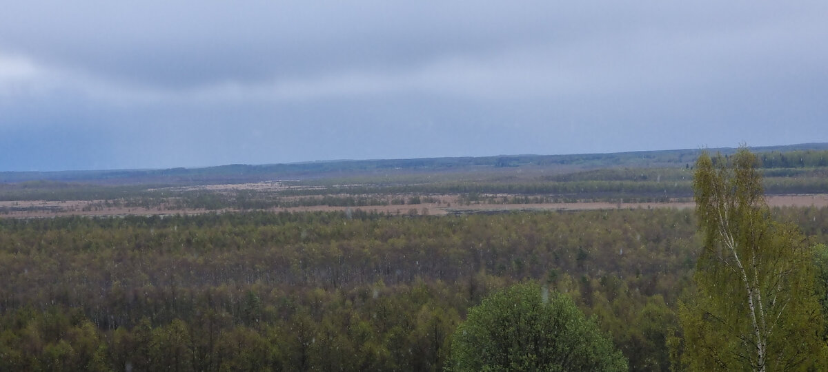 Болото Сусанина. Костромская область. Фото автора