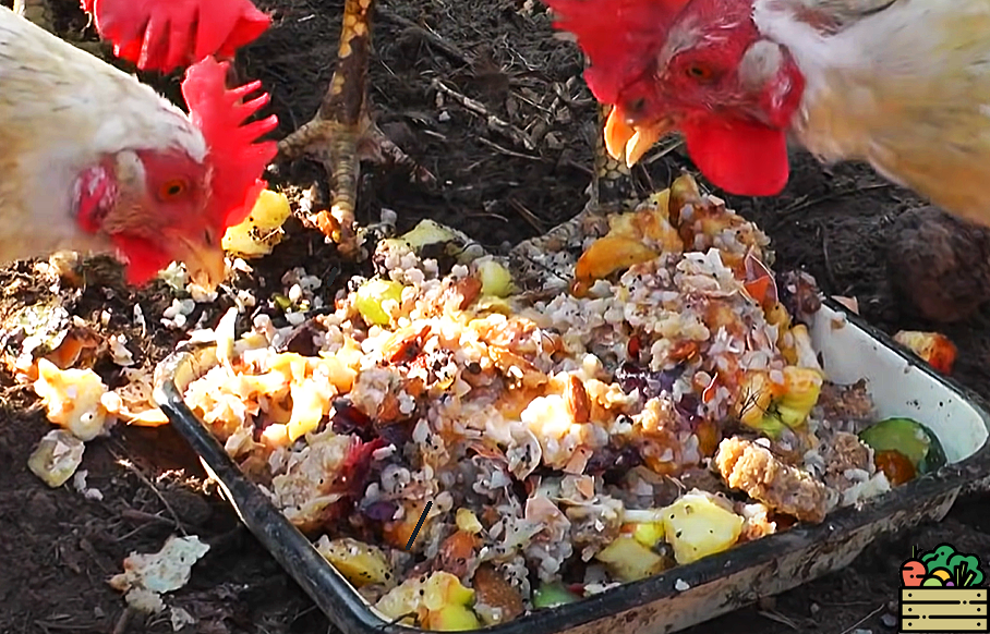 Ваши куры буду нести десятки яиц в сутки. Вот что им нужно подсыпать в корм (способ проверен опытными дачниками годами)