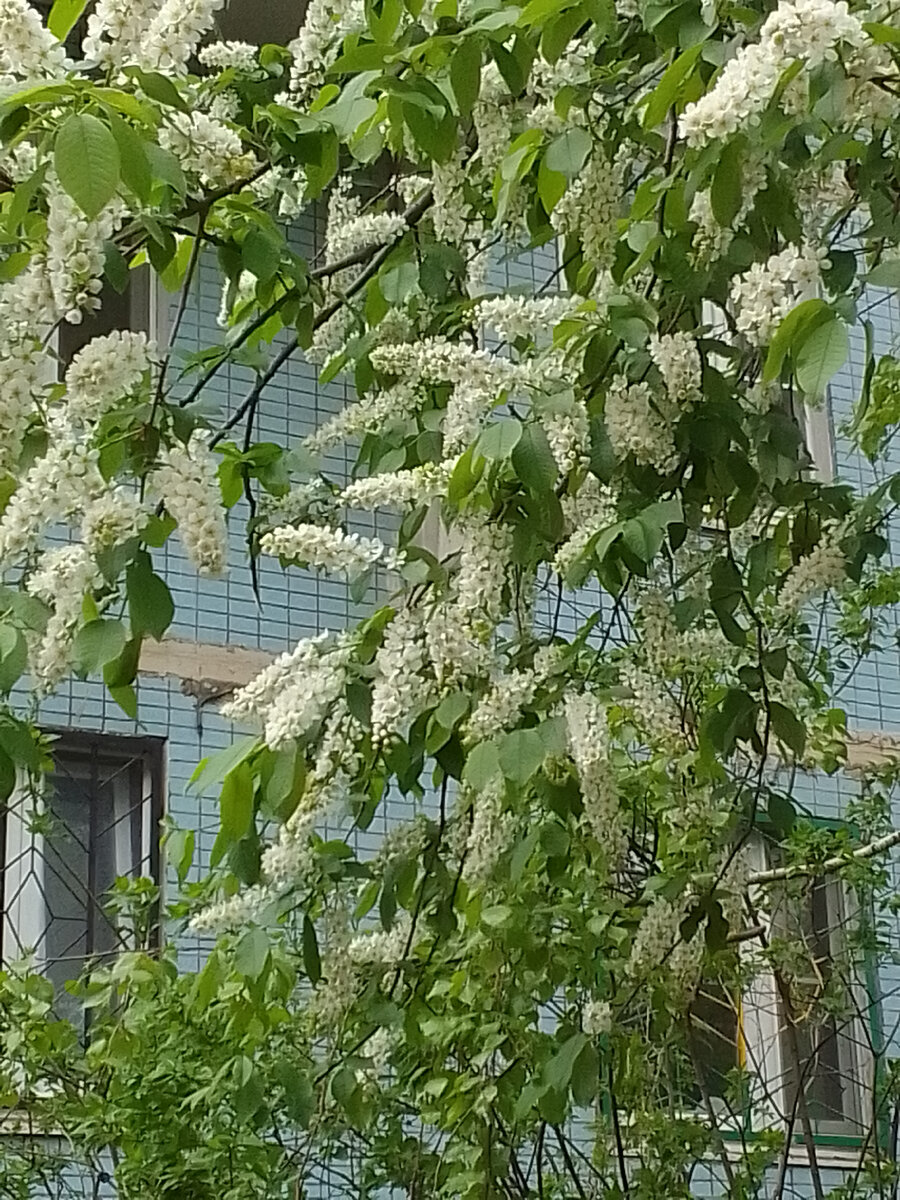 Черемуха душистая