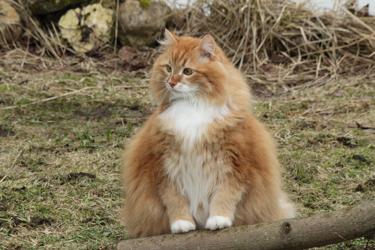 Беша. Фото автора