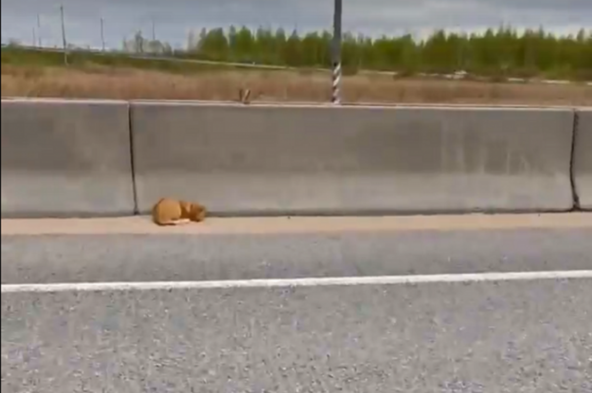    В Тверской области помогают сбитому коту, который сидел на трассе М-10