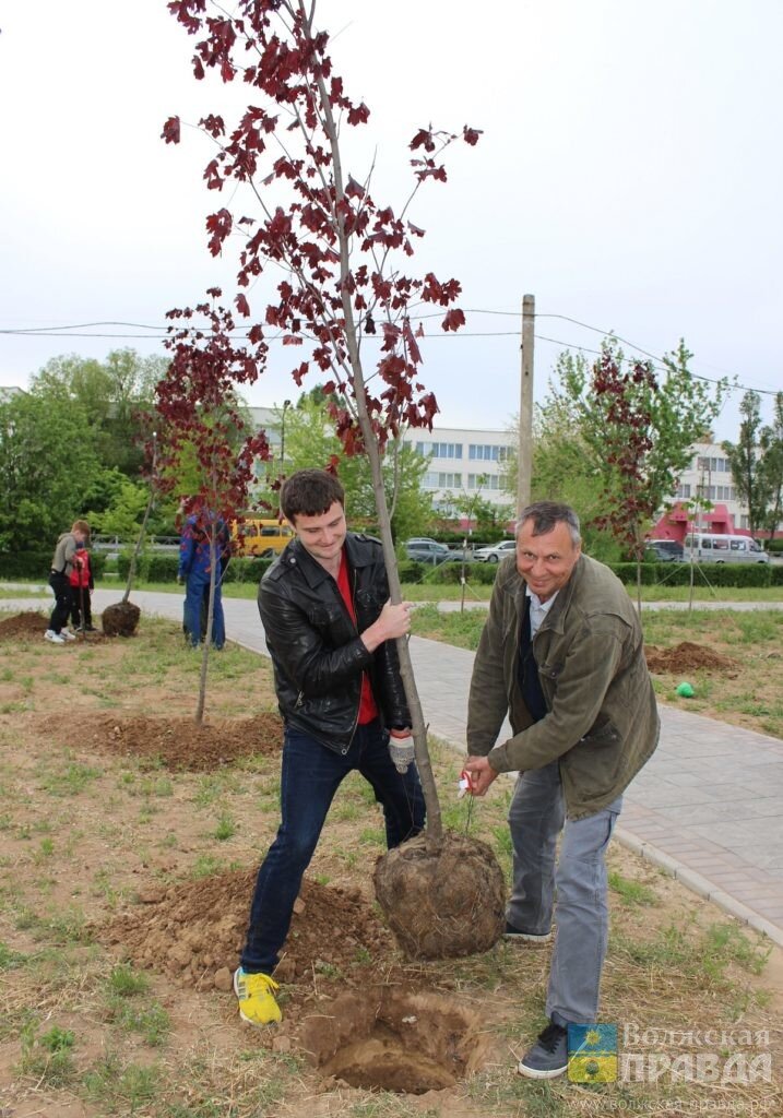 Высадка саженца-крупномера краснолистного клена с комом земли📷     Волжане отметили День Солнца в Космопарке
