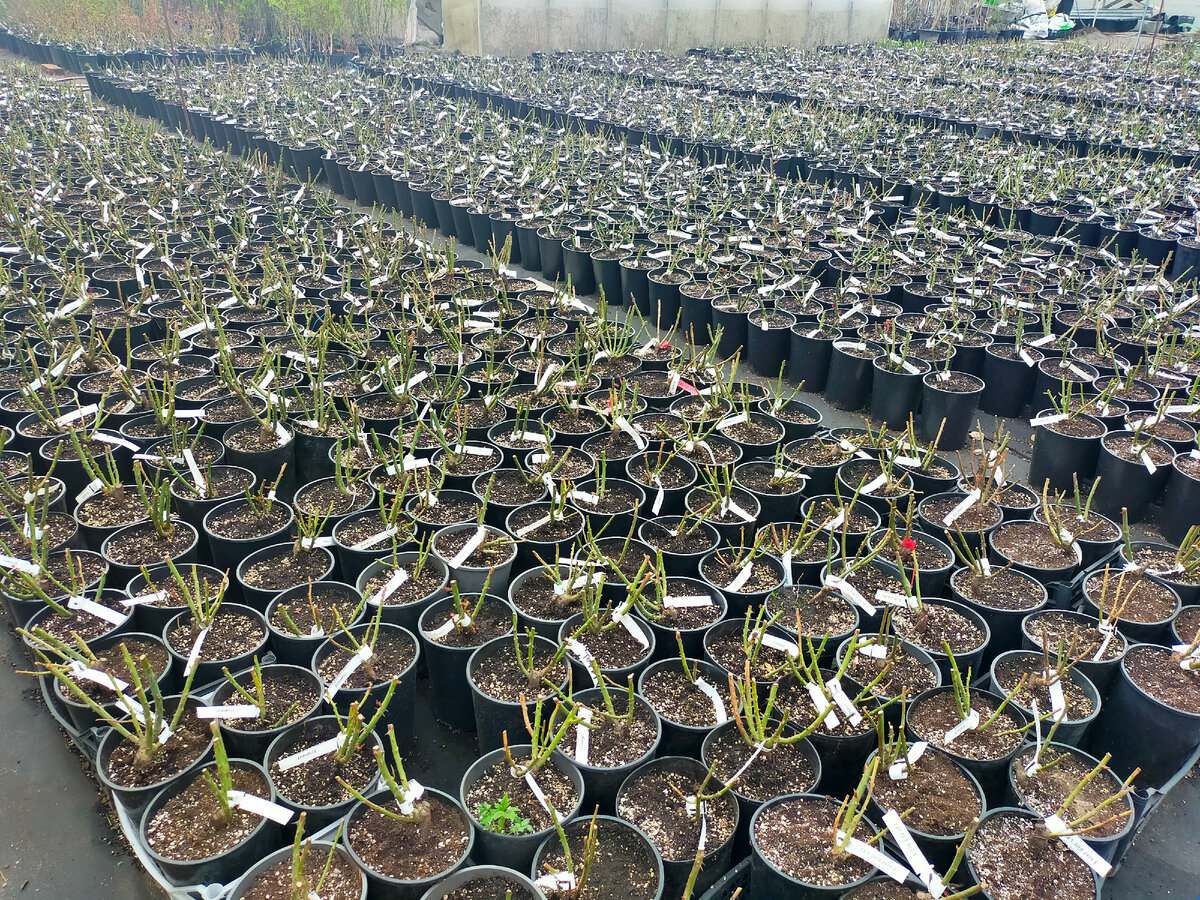 Фото роз 27 апреля