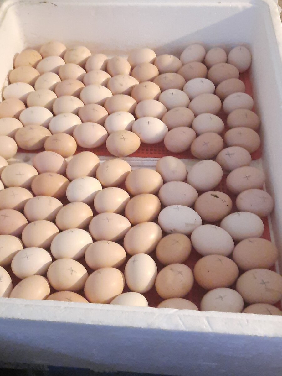 Здесь должна быть милая фотка цыплят, но покажу своих " будущих" птенцов