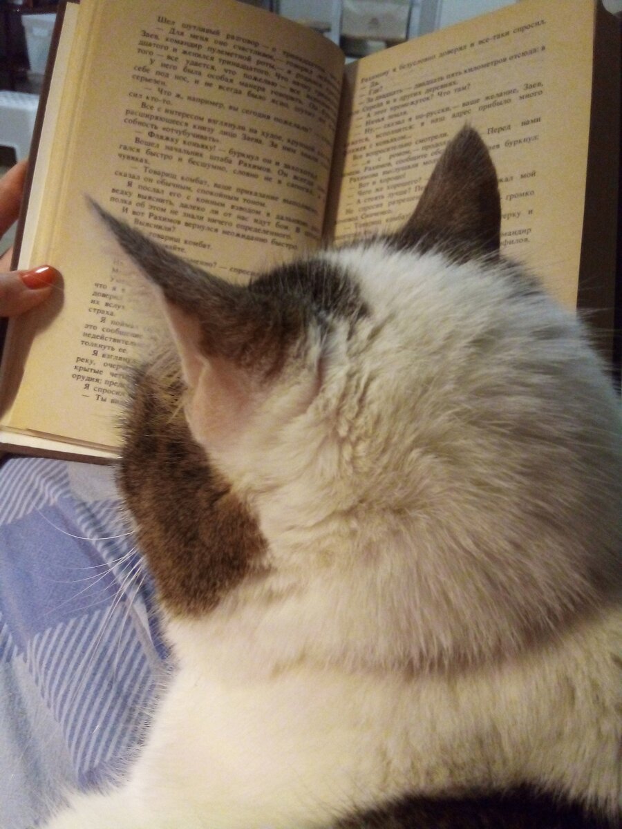 Читаем с котом Бека)