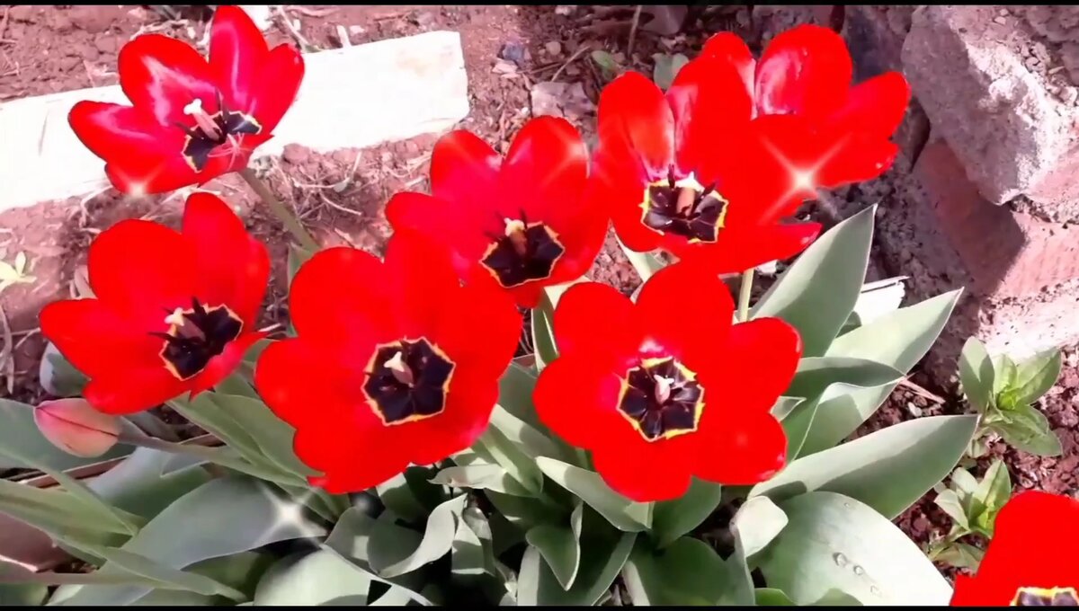 Фото автора 2023🌷🌷🌷