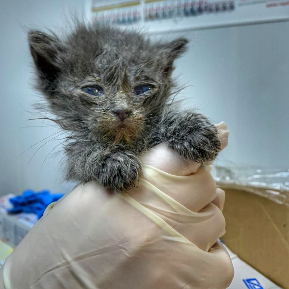 Малыши только поступили в приют