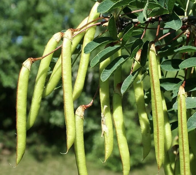 Пикульки)Кто делал?!