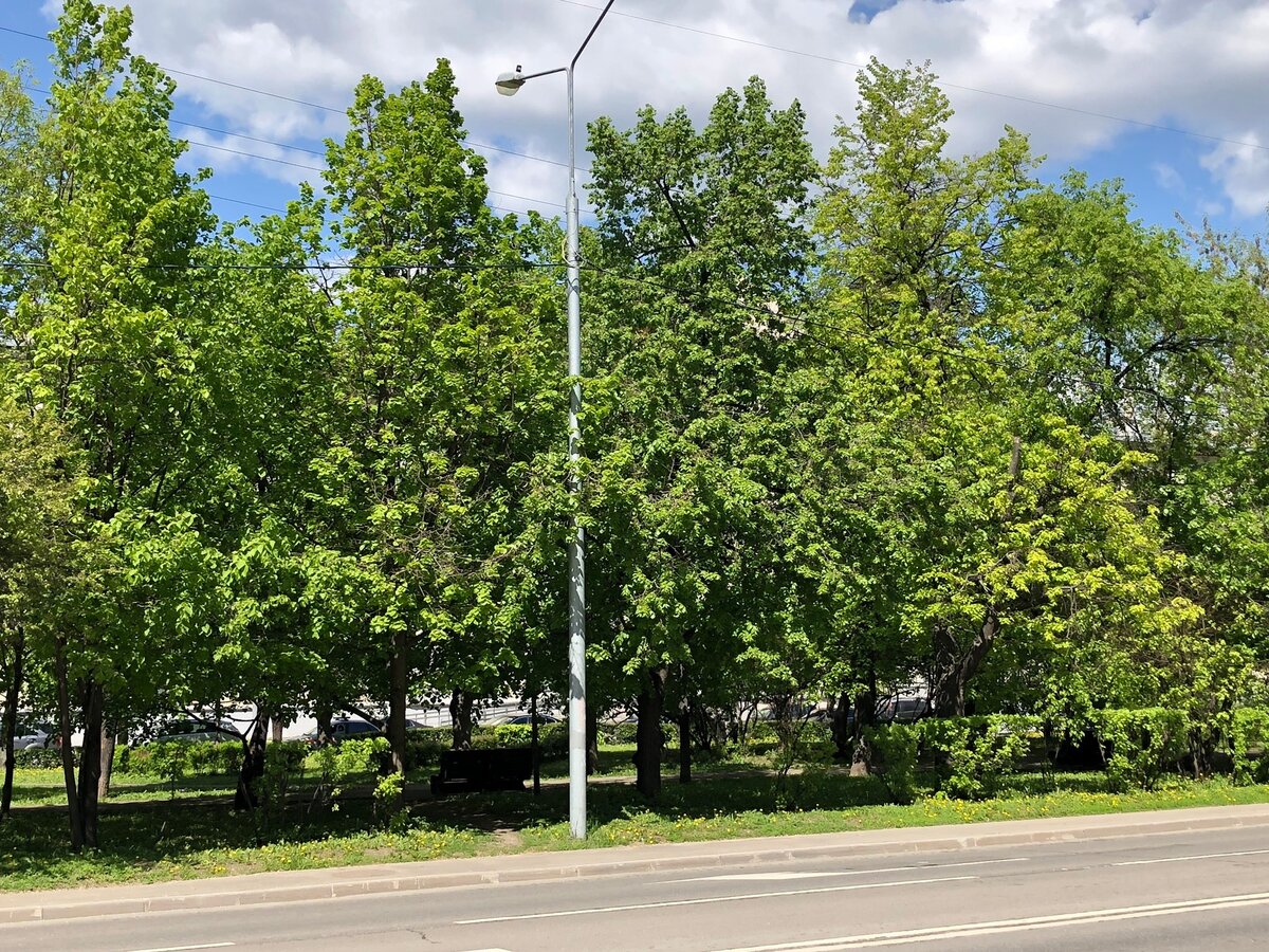 Весенняя Москва. Фото Е.Стоун 11.05.23г.