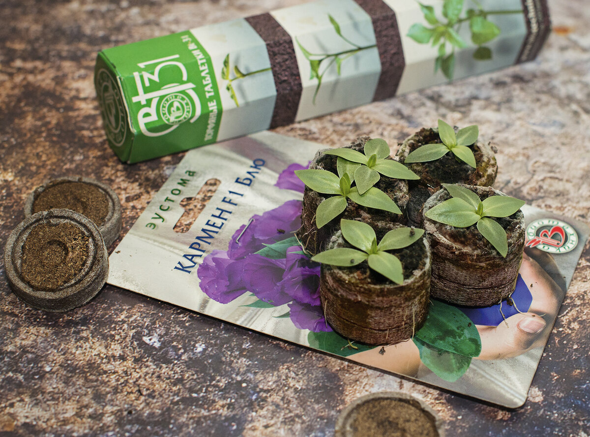 Эустома Кармена Блю в торфяных таблетках 