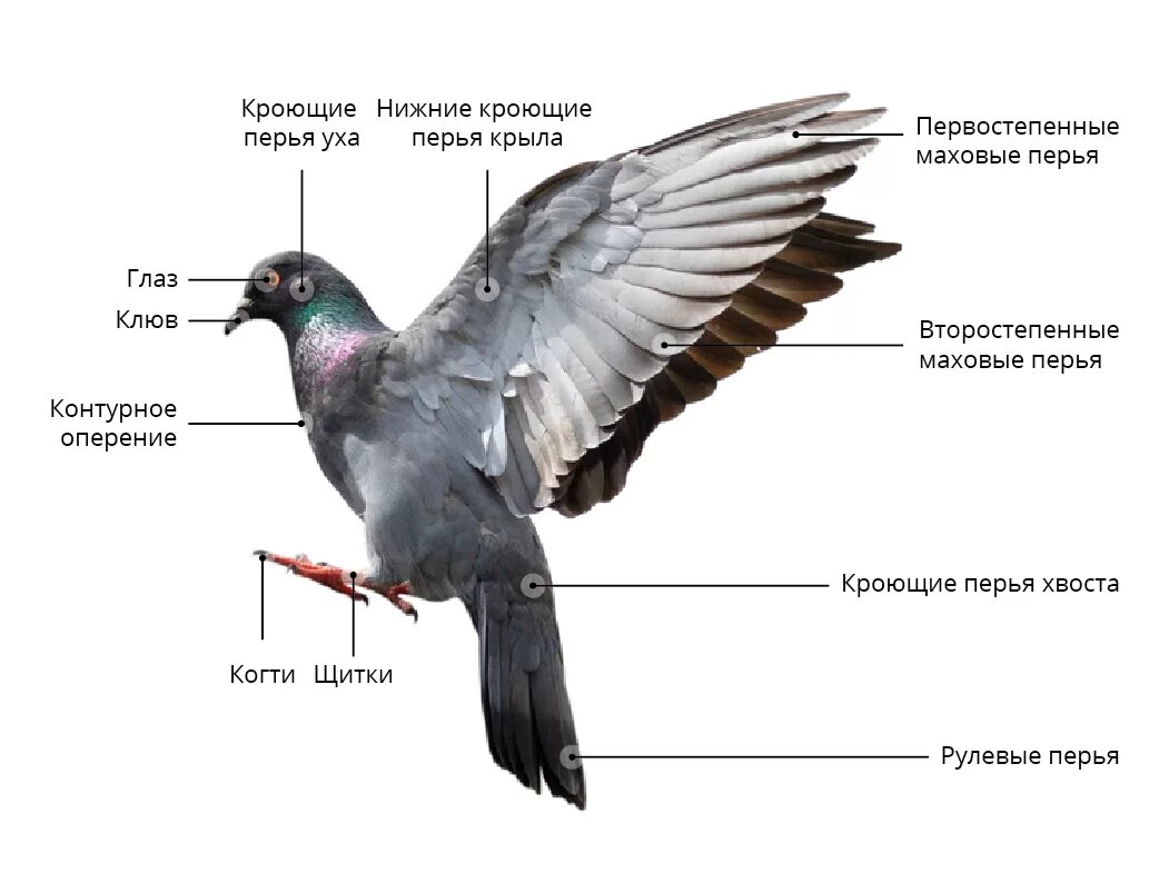 Рассмотрите перьевой покров птицы сделайте рисунки различных типов перьев