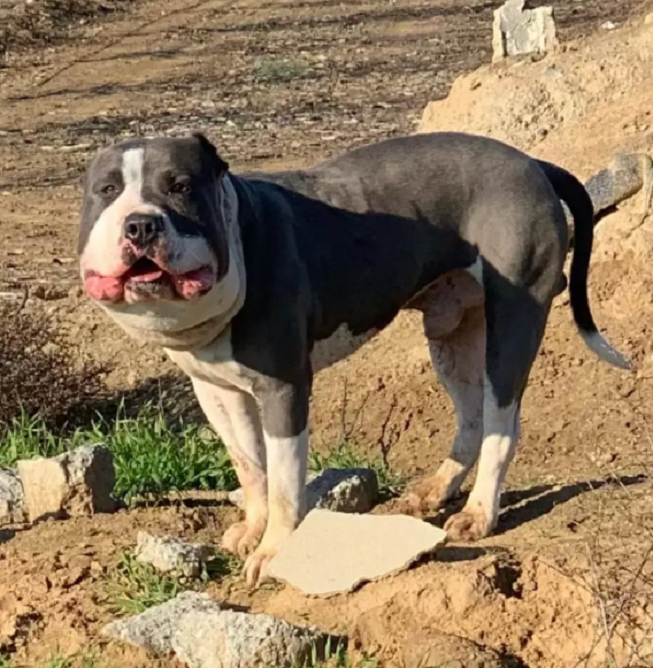 Собака. Источник фото: https://pets.udn.com/pets/story/122674/7152252