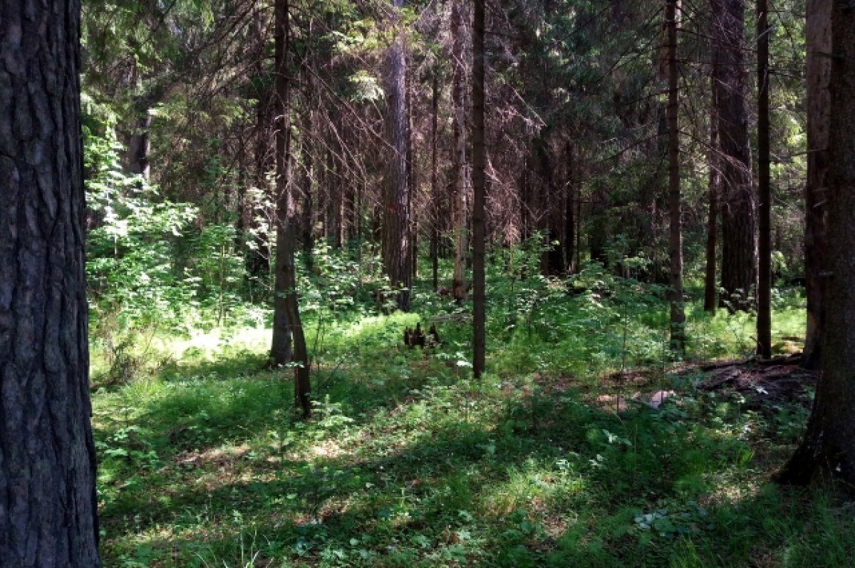    Разлагающийся труп мужчины нашли в лесу в Железнодорожном районе Воронежа