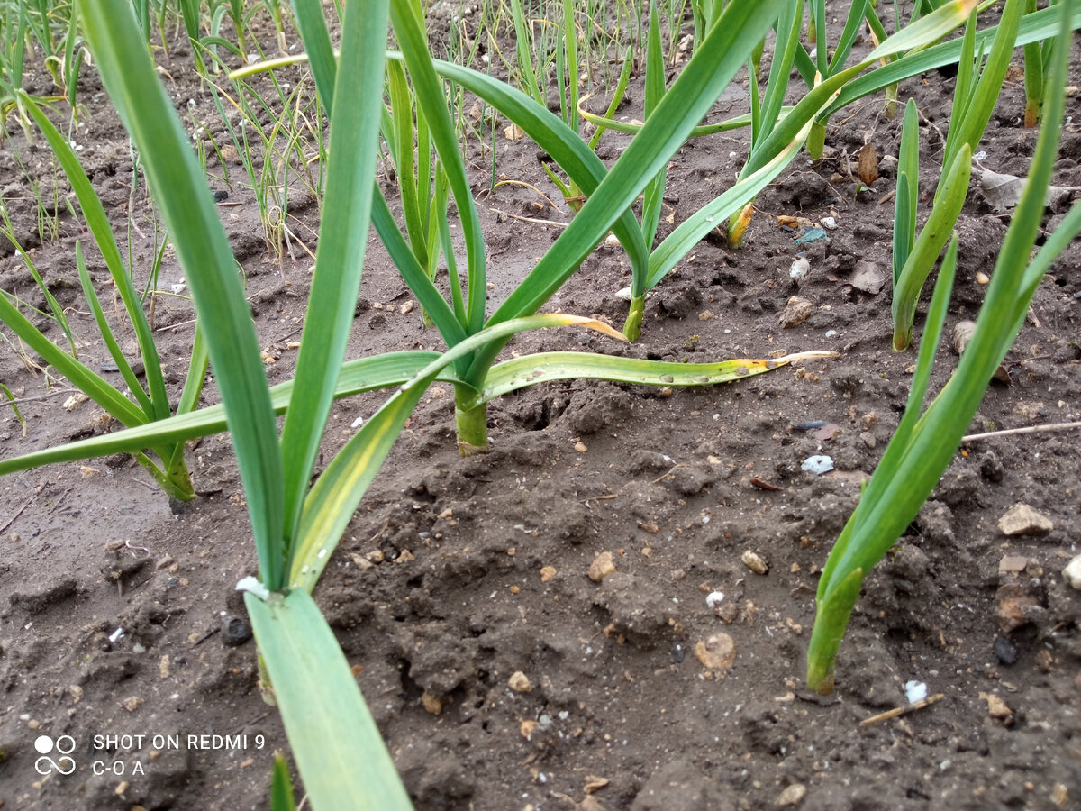 Вовремя подкормила, пошел зеленеть. Фото автора.