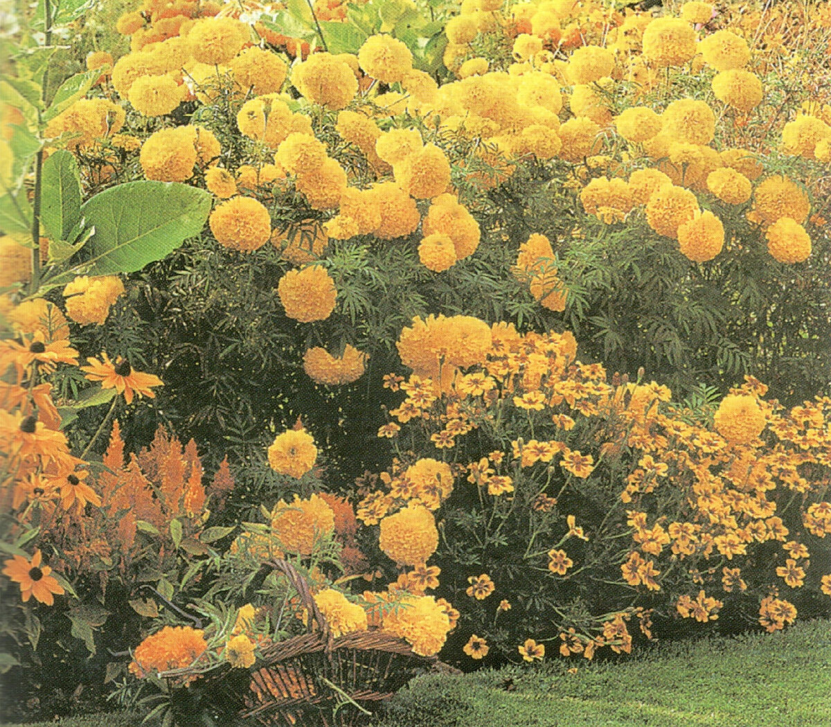 Яркоокрашенные однолетники оказывают своим видом стимулирующее воздействие.