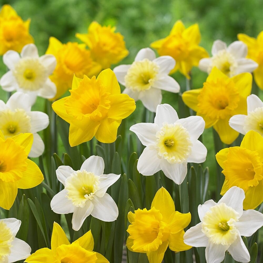 Фото из Яндекс картинки. 