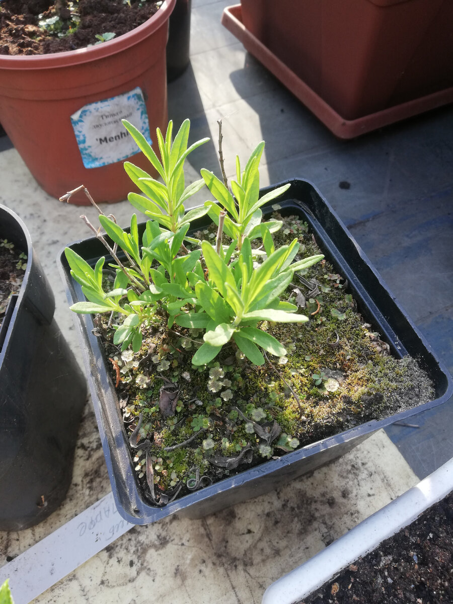 Так выглядит сейчас прошлогодний сеянец лаванды (середина мая)