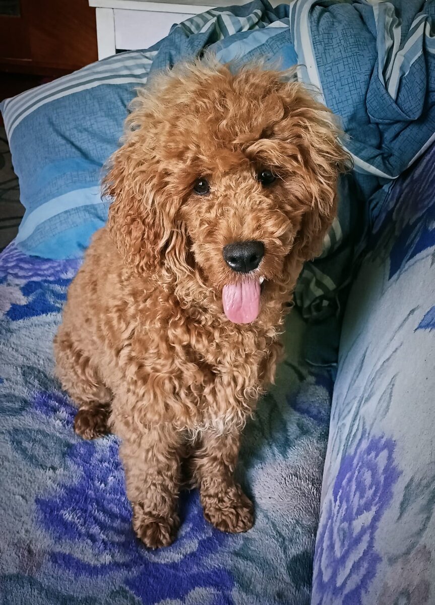 Румпель: - Я не боюсь, я опасаюсь.