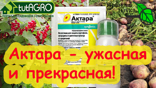 ВСЕ СЕКРЕТЫ ПРИМЕНЕНИЯ АКТАРЫ! Актара - прекрасная и ужасная! Как использовать Актару грамотно без вредя природе и здоровью.