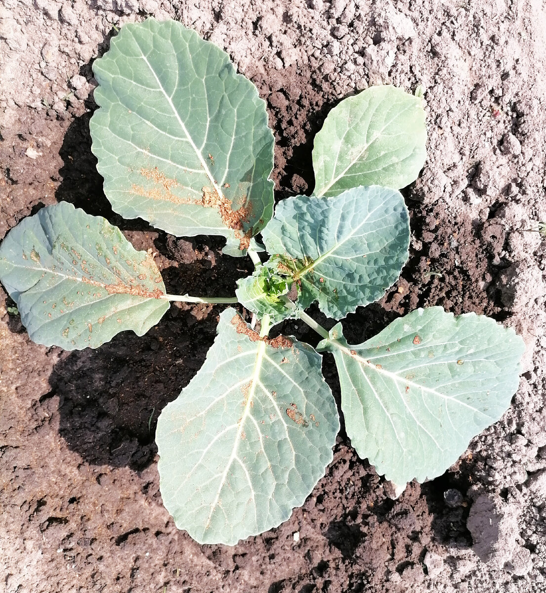 Капуста белокочанная, посыпанная табачной пылью. 