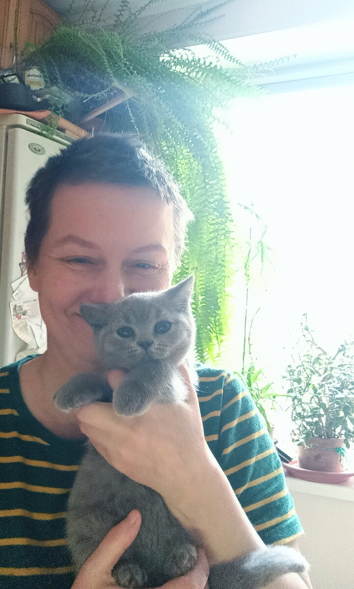 Работу свою я люблю . Питомник британских кошек Silvery Snow. Москва