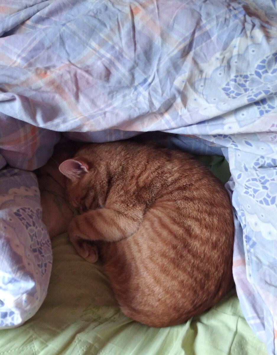 Личное   фото. 