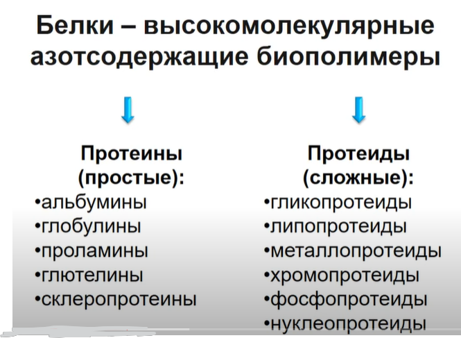 Основа питания - белки, потому что они несут много функций, в том числе - пластическую.