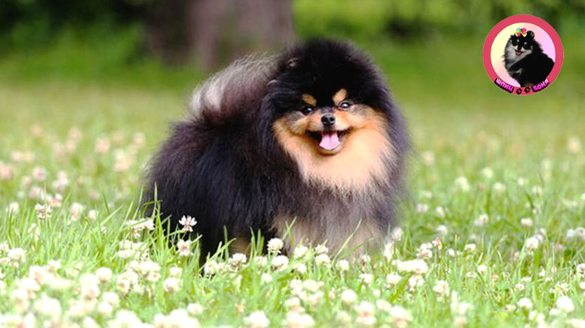 Уход за шпицем 🐾 Шпиц Боня
