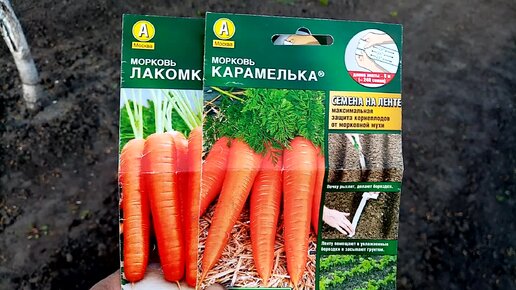 Никогда не буду так Выращивать🥕🥕🥕 МОРКОВЬ!!! Не понравилась такая Посадка ЛЕНТАМИ. 😒 21 мая 2023г.💖