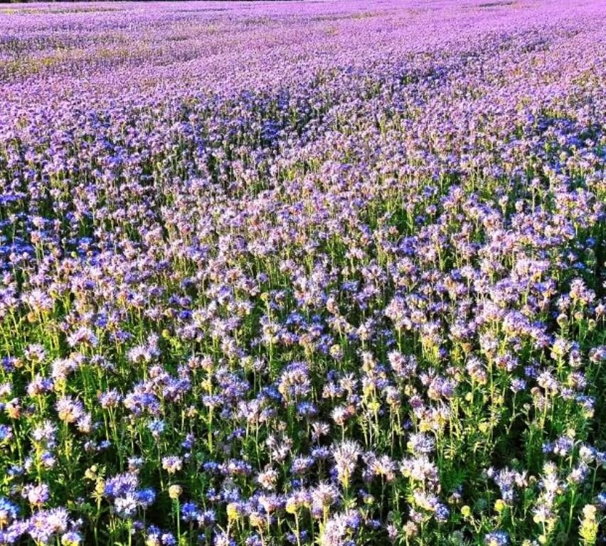 Участки с цветущей фацелией украшены как самая нарядная клумба. Фацелия привлекает к себе бабочек и других насекомых. 