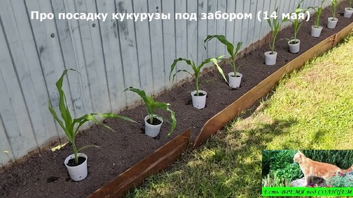 ПОДЗАБОРНАЯ ПОСАДКА КУКУРУЗЫ. Как посадить кукурузу. Выращивание кукурузы через рассаду, рассадный способ вырастить кукурузу (про посадку).