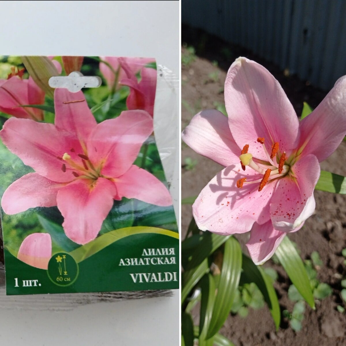 Коллаж автора