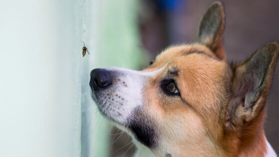    Ветеринар дала совет, что делать при пчелином укусе питомца Юлия Шелковенко