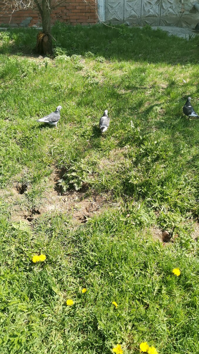 Первые одуванчики