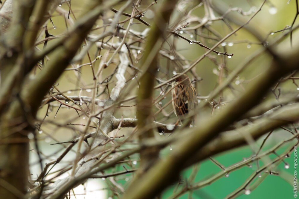 2. Домовый воробушек © NickFW.ru — 23.04.2021г.