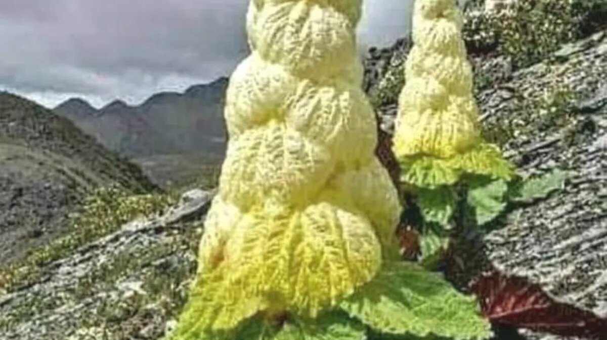 Говорится, что это якобы тибетская пагода. Однако это растение - ревень благородный с ежегодным цветением. Фото: chinghehuang/Instagram*