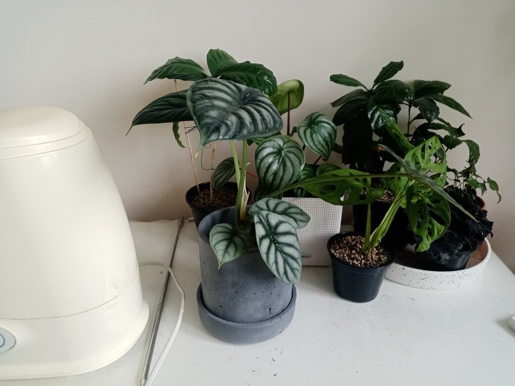 Начну визуальный ряд к статье с результата. Фото автора