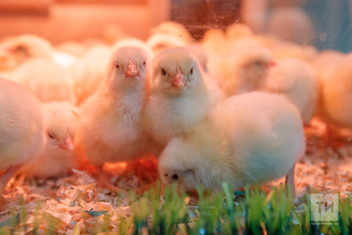 ​С этого года возобновляется субсидирование затрат на приобретение молодняка птицы. Фото: © Владимир Васильев / «Татар-информ»