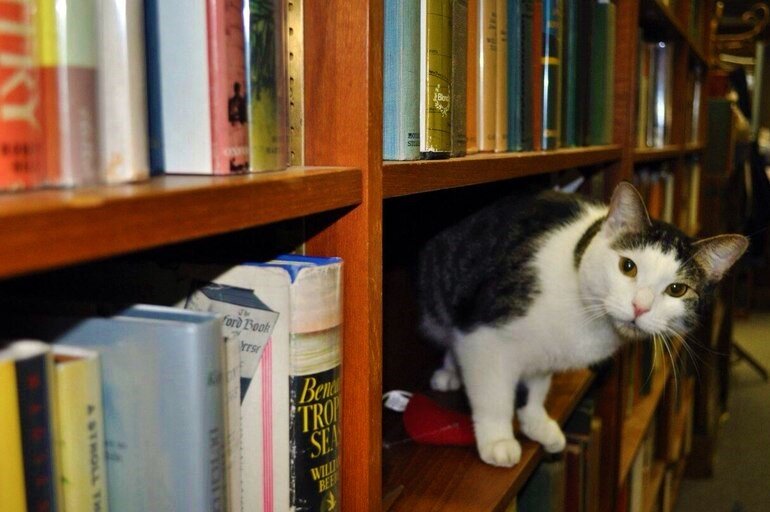 ���� � �� ���������. ���-������������. �������� ����: reactor.cc