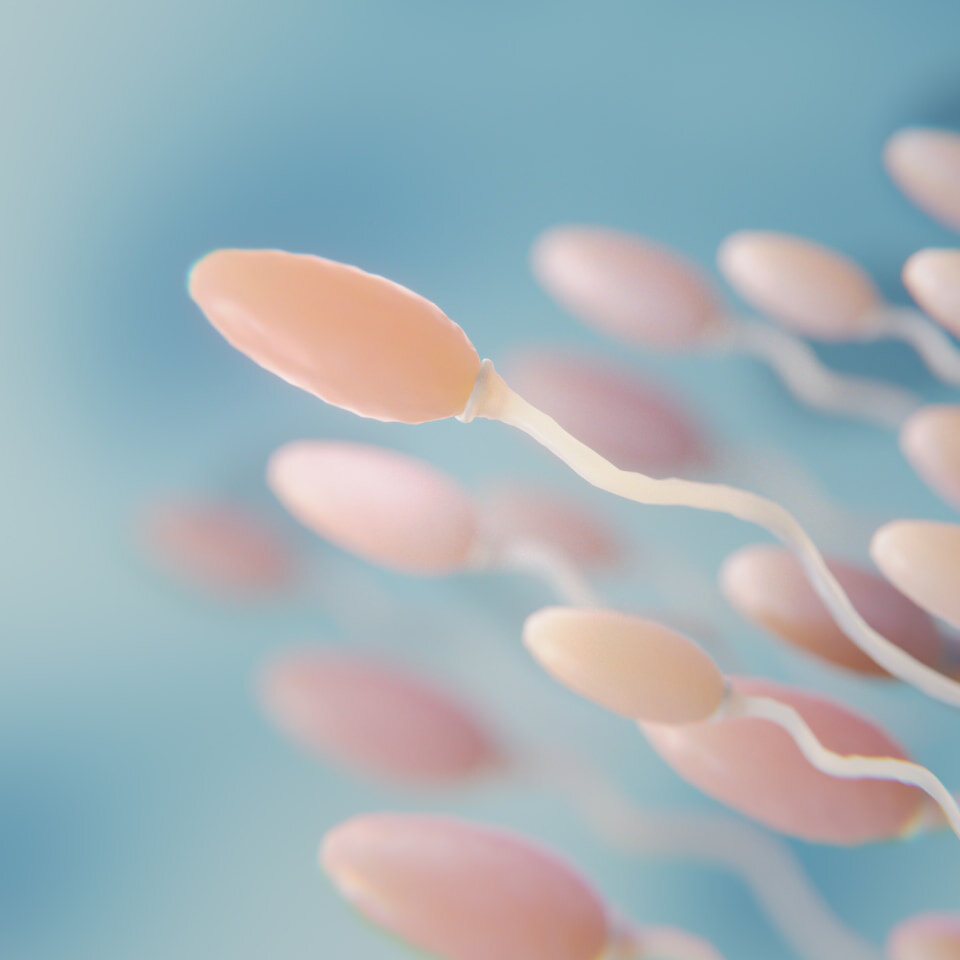 антиспермальные тела в сперме фото 56