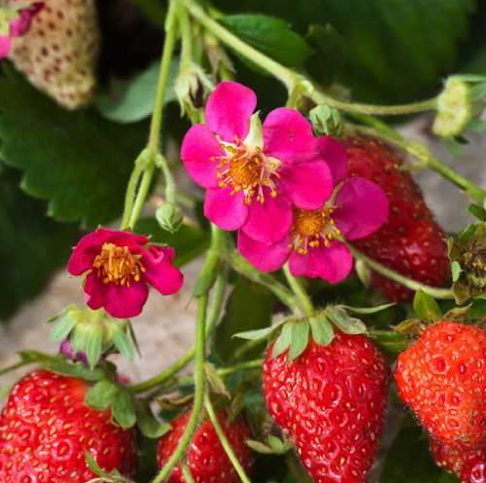 Не только ягодки. Декоративная земляника 🍓 | 🌿Школа садоводов ▷ Марии В.  | Дзен