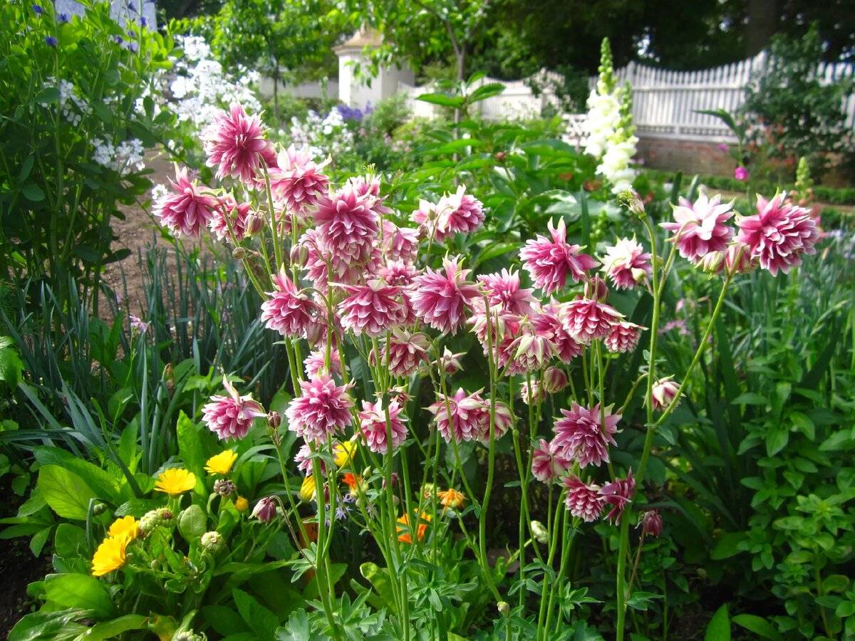 фото из интернета, я только планирую ее прикупить: https://www.mountvernon.org/the-estate-gardens/gardens-landscapes/plant-finder/item/nora-barlow-columbine/