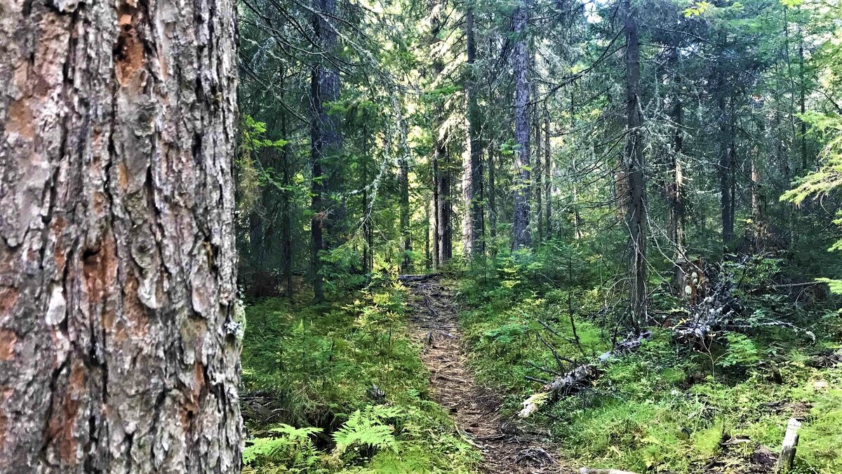    Югорчанам напомнили о штрафах за посещение лесов