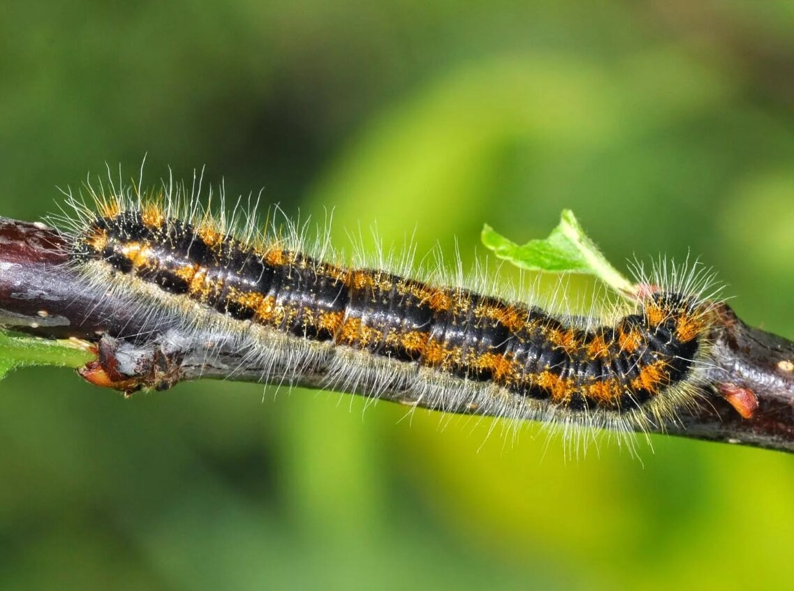 Мощный и сочный вредитель. 